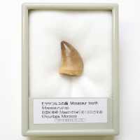 FB196A   モササウルスの歯  (産地　モロッコ)
