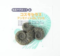 MG004  化石マグネット　アンモナイト　コスモセラス 【レプリカ】