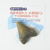 MG007  化石マグネット　サメの歯　カルカロドンメガロドン  【レプリカ】