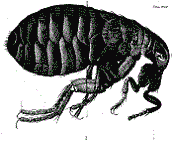 EEBO