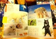 WONDA動物-thumb-190x132-19882.jpg
