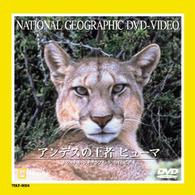 アンデスの王者　ピューマ