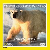 北極グマ　カナダ