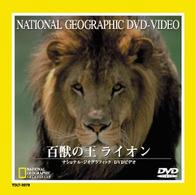百獣の王　ライオン