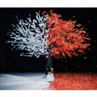 Ａｉｍｅｒ／茜さす／ｅｖｅｒｌａｓｔｉｎｇ　ｓｎｏｗ