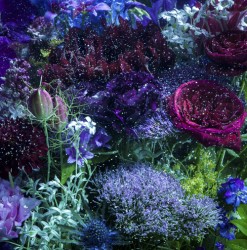 Ａｉｍｅｒ／あなたに出会わなければ～夏雪冬花～／星屑ビーナス【通常盤】