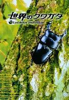 世界のクワガタ