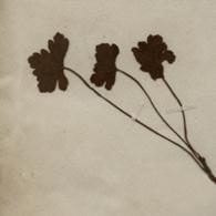 Ａｋｉｒａ　Ｋｏｓｅｍｕｒａ／ＴＲＩＯ