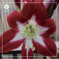 Ｃｈａｒ／ＳＴＡＹＩＮＧ　ＺＩＣＣＡ