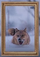 電気グルーヴ／レオナルド犬プリオ（通常盤）