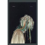ｉｌｌｉｏｎ／Ｐ．Ｙ．Ｌ（初回限定盤）
