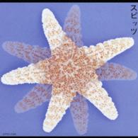 福袋・半額ポスター - クリーニング屋さん専用の通 スピッツ／スピッツ【2002 紀伊國屋 - リマスターシリーズ】 邦楽