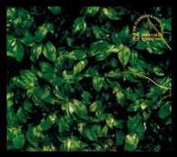 エレファントカシマシ／『「ココロに花を」ｄｅｌｕｘｅ　ｅｄｉｔｉｏｎ』