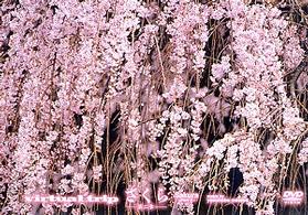 ｖｉｒｔｕａｌ　ｔｒｉｐ　さくら－第二章－（トールサイズリニューアル）