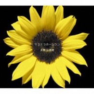 スガシカオ／サヨナラホームラン（初回生産限定盤）【初回生産限定盤／ＤＶＤ付】