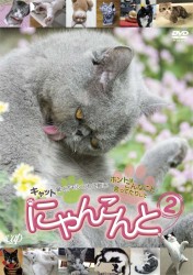 にゃんこんと２～キャット驚くオモシロねこ動画　ホントはこんなこと言ってたりして～