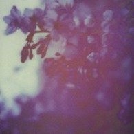 ＫＩＲＩＴＯ／Ｃｈｅｒｒｙ　ｔｒｅｅｓ