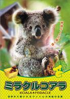 ミラクル　コアラ