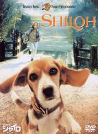 ビーグル犬　シャイロ　特別版