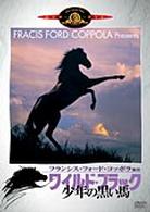 ワイルド・ブラック／少年の黒い馬