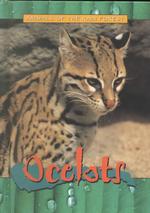 Ocelots (Animals of the Rain Forest)