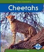 Cheetahs (First Reports)