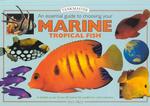 An Essential Guide to Choosing Your Marine Tropical Fish