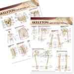 Lippincott Williams & Wilkins Atlas of Anatomy Skeletal System Chart Set (2-Volume Set) （1 LAM PCK）
