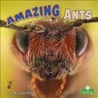Amazing Ants