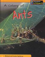 A Colony of Ants (Animal Groups)