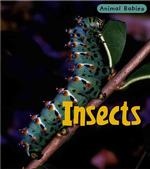 Insects (Animal Babies/2nd Edition) （REV UPD）