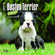 Boston Terrier Puppies 2017 Calendar （MIN）
