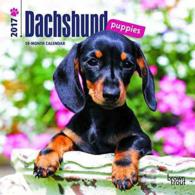 Dachshund Puppies 2017 Calendar （MIN）