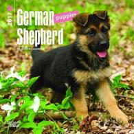 German Shepherd Puppies 2017 Calendar （MIN WAL）