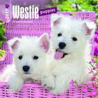 West Highland White Terrier Puppies 2017 Calendar （MIN）