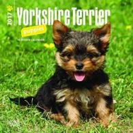Yorkshire Terrier Puppies 2017 Calendar （MIN）