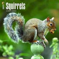 Squirrels 2017 Calendar （WAL）