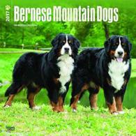Bernese Mountain Dogs 2017 Calendar （WAL）