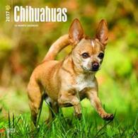 Chihuahuas 2017 Calendar （WAL）