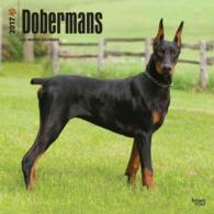Dobermans 2017 Calendar （WAL MUL）