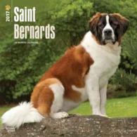 Saint Bernards 2017 Calendar （WAL MUL）