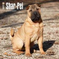 Shar-Pei 2017 Calendar （WAL MUL）