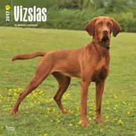 Vizslas 2017 Calendar （WAL MUL）