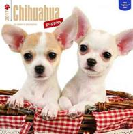 Chihuahua Puppies 2017 Calendar （WAL）
