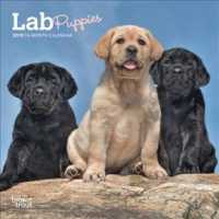 Lab Puppies 2019 Calendar （16M MIN WA）