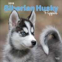 Siberian Husky Puppies 2019 Square Wall Calendar