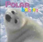Polar Babies （Board Book）