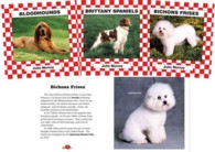 Dogs Set (6-Volume Set) (Dogs)