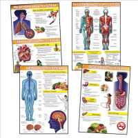 Human Body and Health Tips Bulletin Board Set （NOV UNBND）