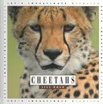 Cheetahs (Let's Investigate) （1ST）